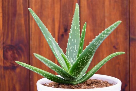 Aloe Vera & E.